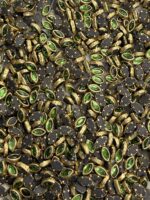 Marquise (Eye/Leaf) Shaped Kundan Stones in Gold Settings (3x6)(50g) - Image 9